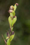 Giant orchid